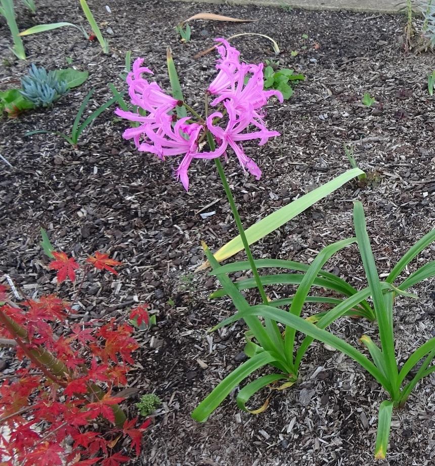 Photo of Cape Lily (Nerine 'Winter Cheer') uploaded by Totally_Amazing