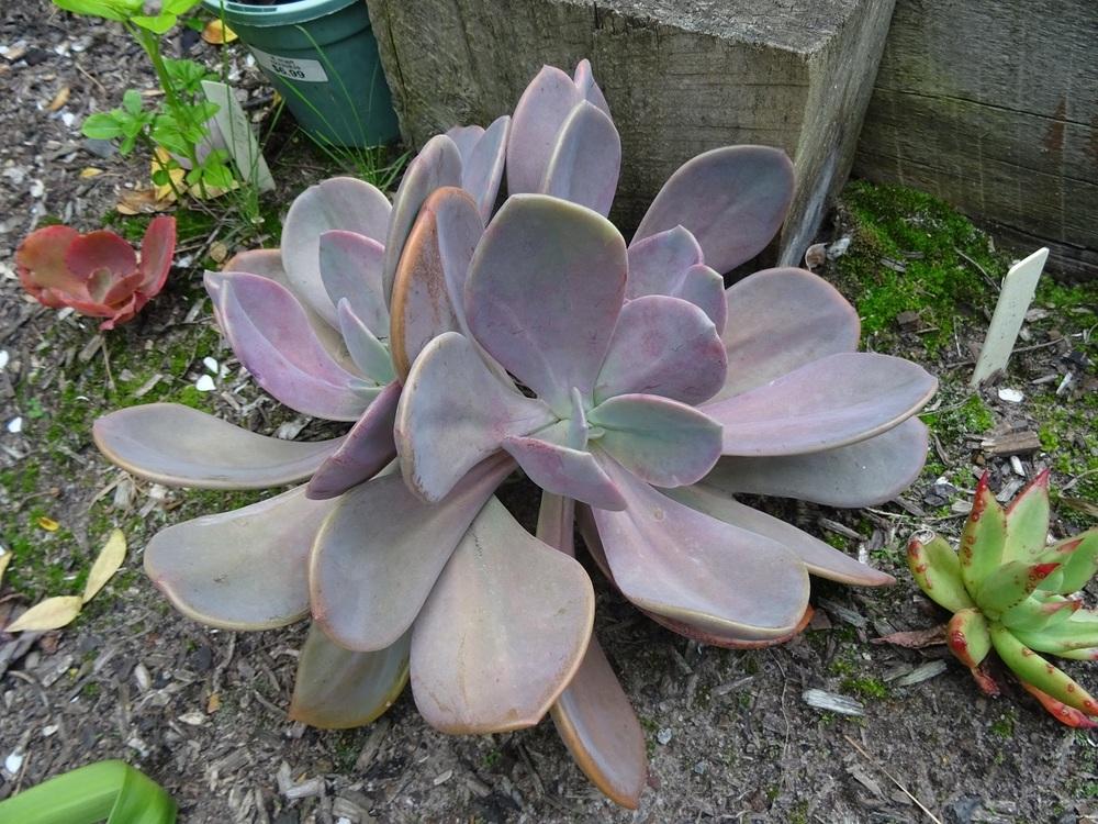 Photo of Echeveria 'Violescens' uploaded by Totally_Amazing