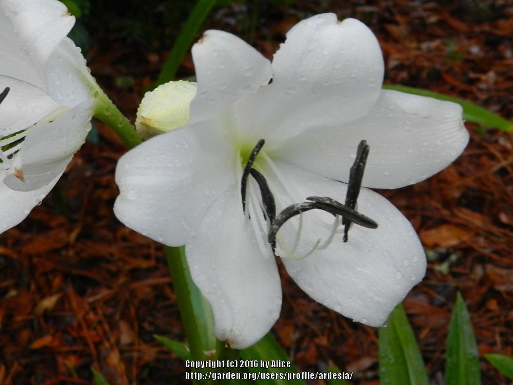 Photo of St. Christopher Lily (Crinum jagus) uploaded by ardesia