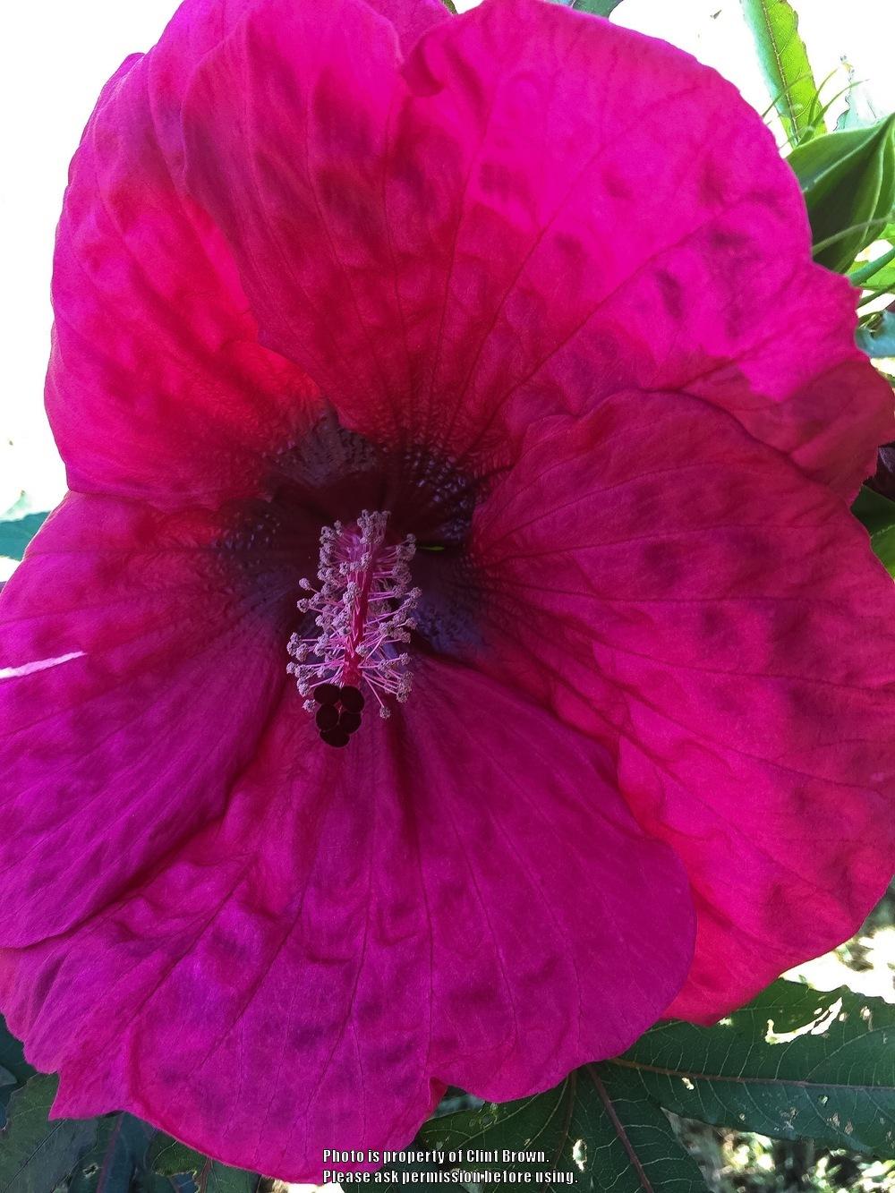 Photo of Hybrid Hardy Hibiscus (Hibiscus 'Plum Fantasy') uploaded by clintbrown