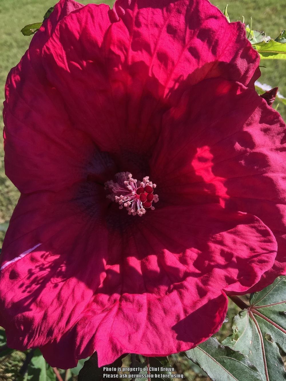 Photo of Hybrid Hardy Hibiscus (Hibiscus 'Plum Fantasy') uploaded by clintbrown