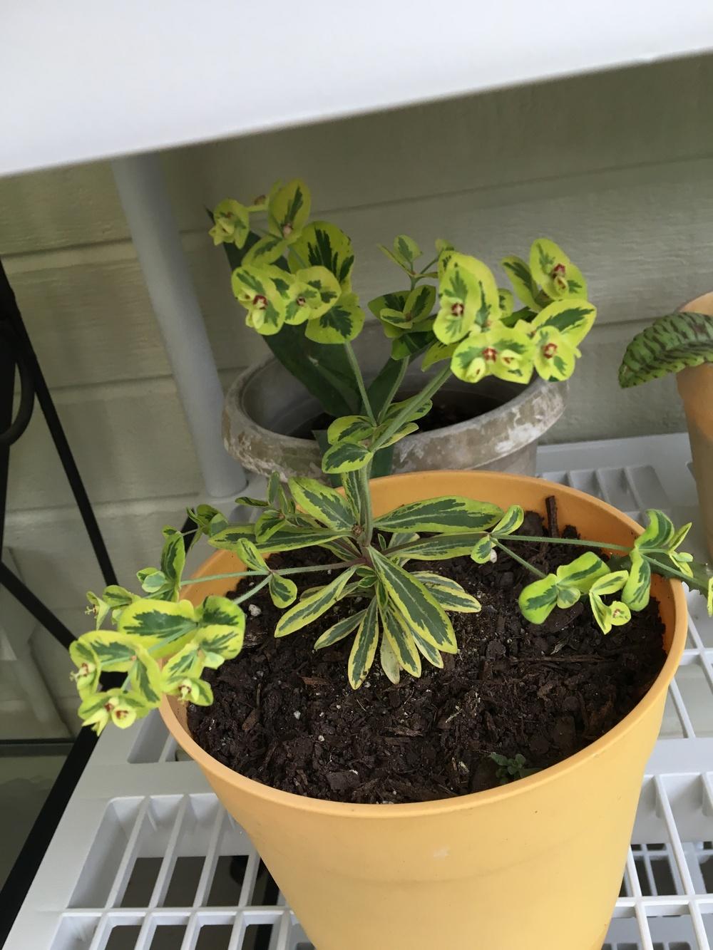 Photo of Robb's Euphorbia (Euphorbia amygdaloides subsp. robbiae) uploaded by froggardener