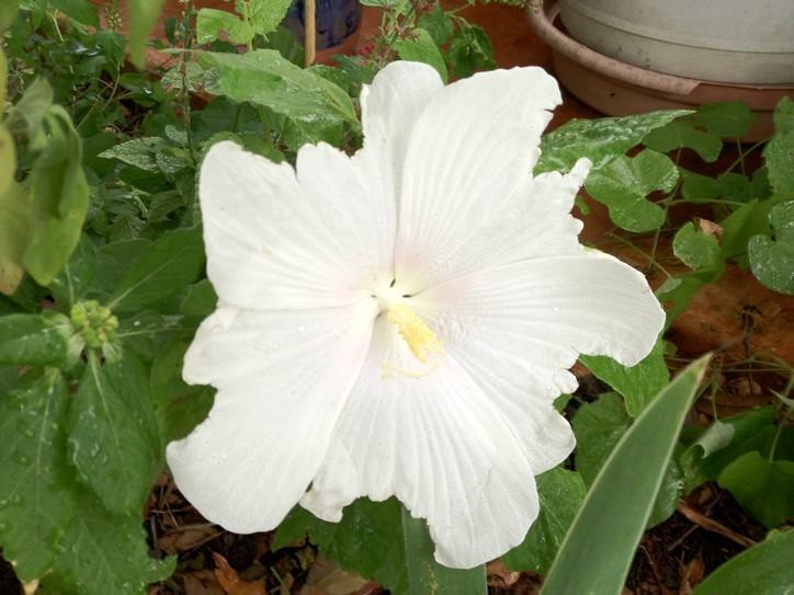 Photo of Hybrid Hardy Hibiscus (Hibiscus Carafe Chablis) uploaded by froggardener