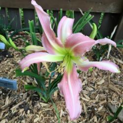 Location: My zone 5 garden
Date: 2016-06-30
This is a very pretty one.