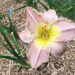 Location: My garden in N IL - zone 5
Date: 2016-06-29
My husband saw this in an old daylily book and said it was pretty