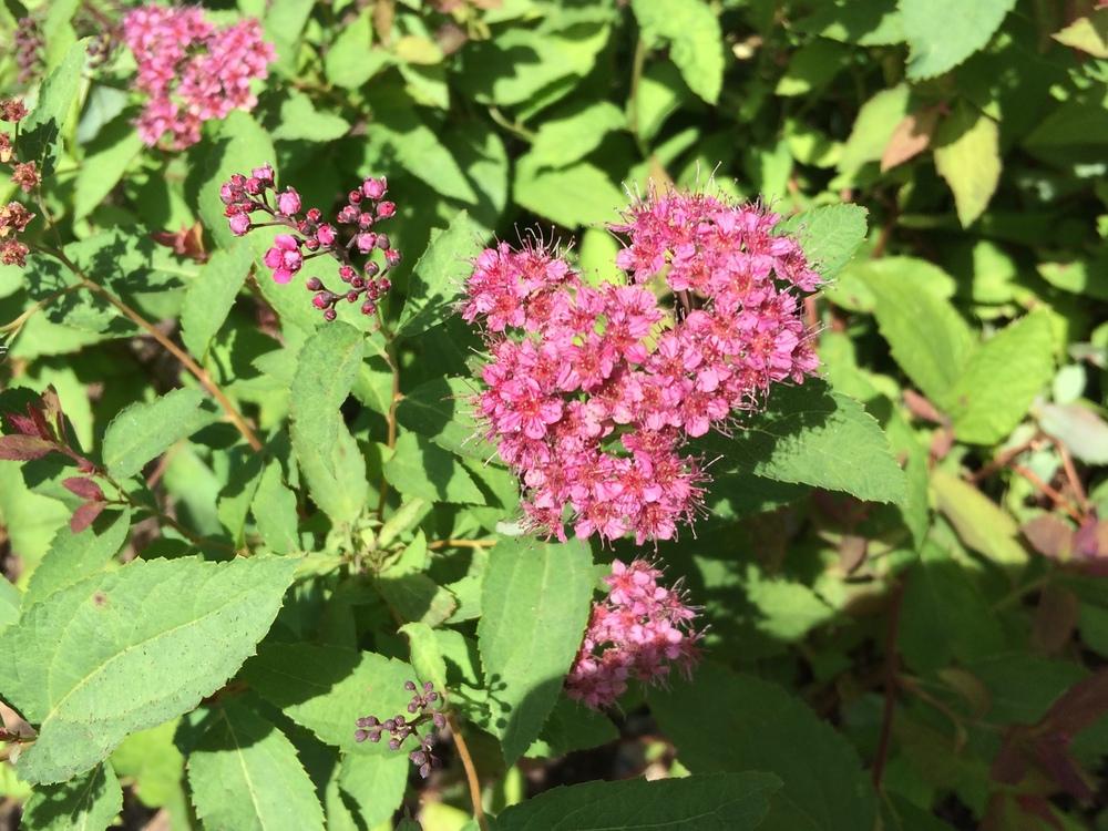 Photo of Spirea (Spiraea japonica Double Play® Artist) uploaded by nativeplantlover