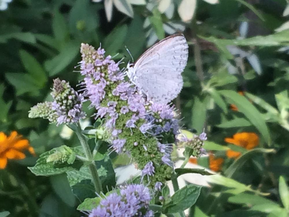 Mints Plant Care and Collection of Varieties