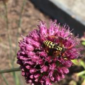 Brownstown Pennsylvania #Pollination