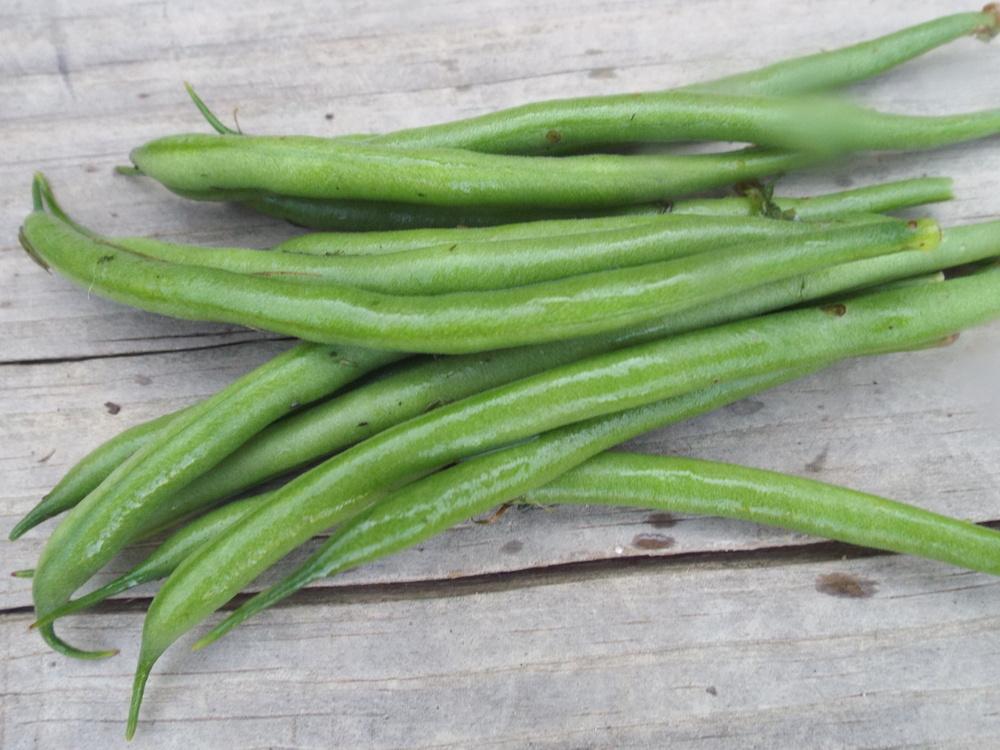 Photo of Common Bean (Phaseolus vulgaris 'Hungarian Rice Kidney Bean') uploaded by poisondartfrog