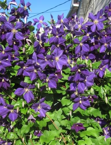 Photo of Clematis 'Jackmanii' uploaded by smiley