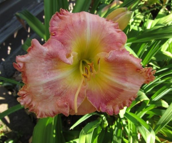 Photo of Daylily (Hemerocallis 'Dancing with Julie') uploaded by smiley