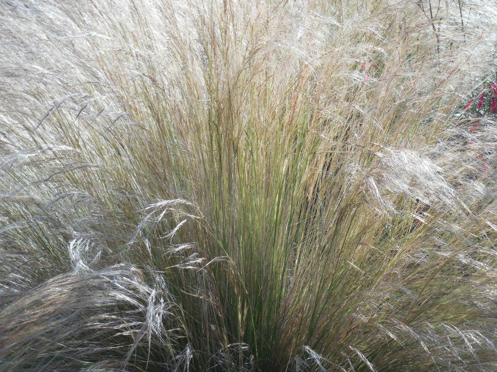 Photo of Mexican Feathergrass (Nassella tenuissima) uploaded by wcgypsy