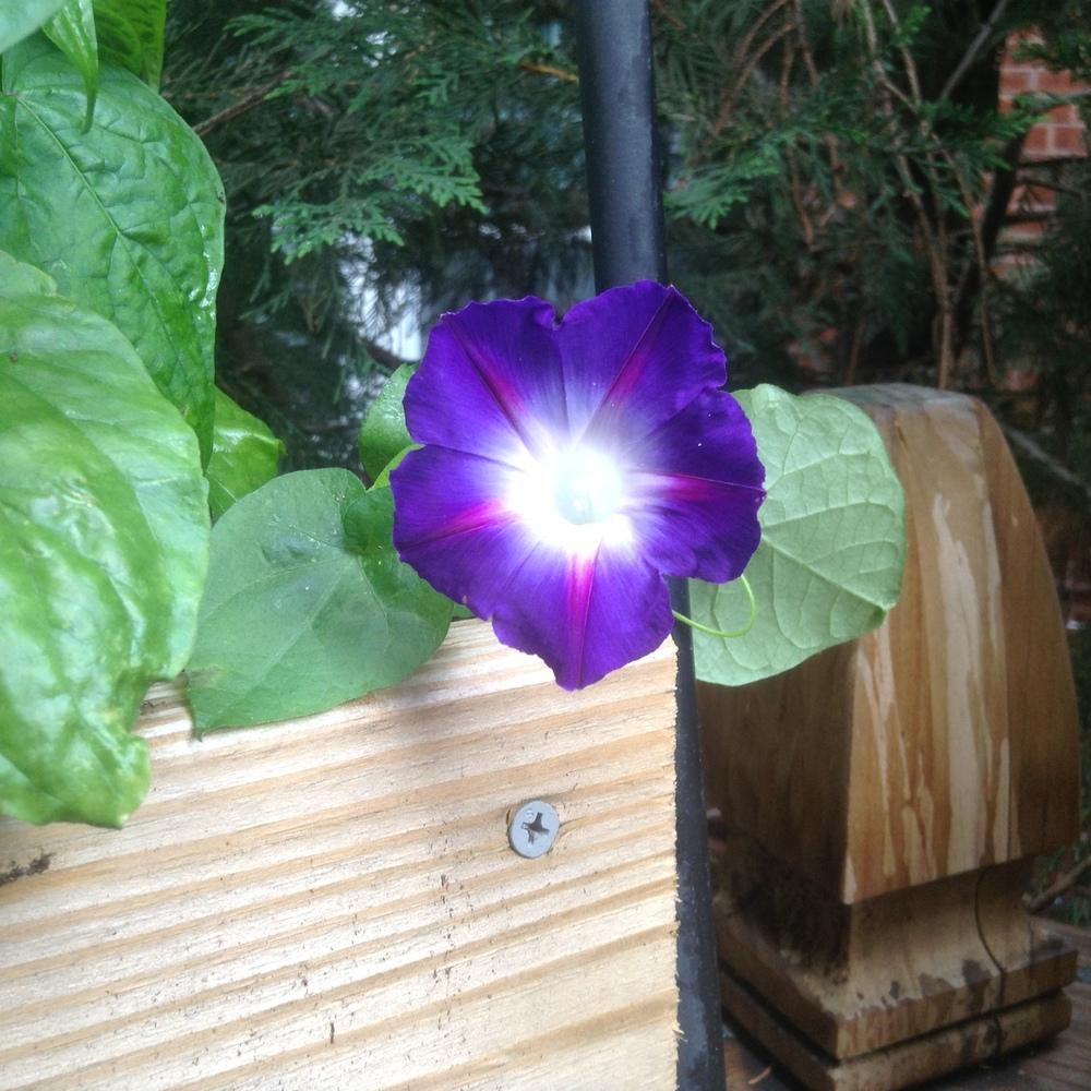 Photo of Morning Glories (Ipomoea) uploaded by 5601Lisa