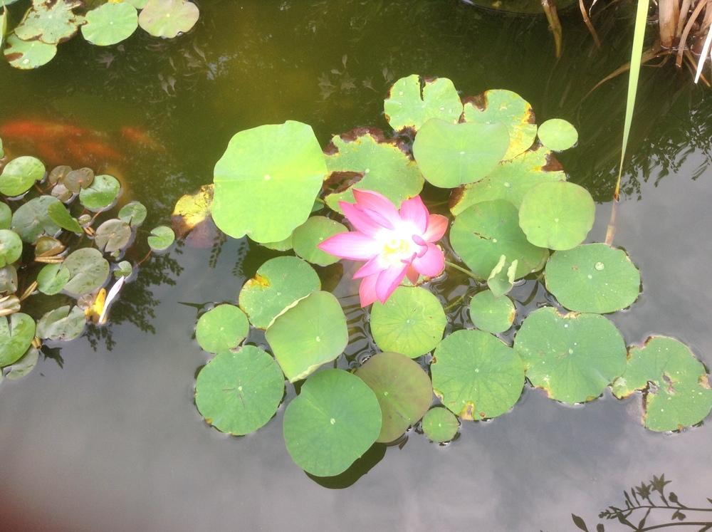 Photo of Lotuses (Nelumbo) uploaded by 5601Lisa