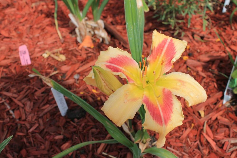 Photo of Daylily (Hemerocallis 'Patricia Snider Memorial') uploaded by Barbalee