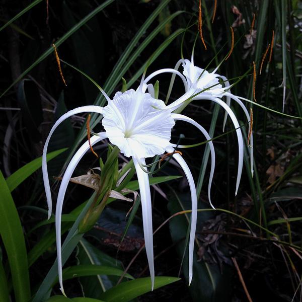 Photo of Spider Lily (Hymenocallis 'Tropical Giant Sister') uploaded by CaliFlowers