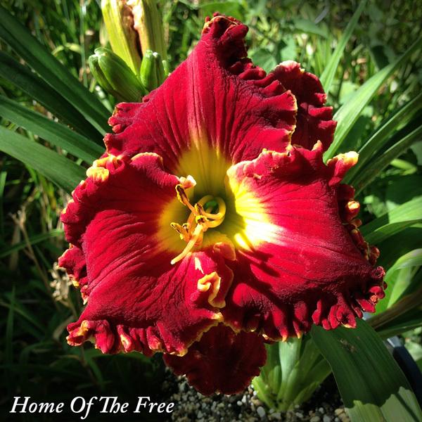 Photo of Daylily (Hemerocallis 'Home of the Free') uploaded by CaliFlowers