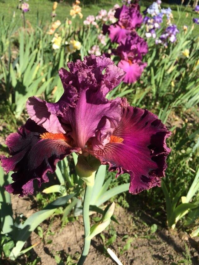 Photo of Tall Bearded Iris (Iris 'Rarer than Rubies') uploaded by Lbsmitty