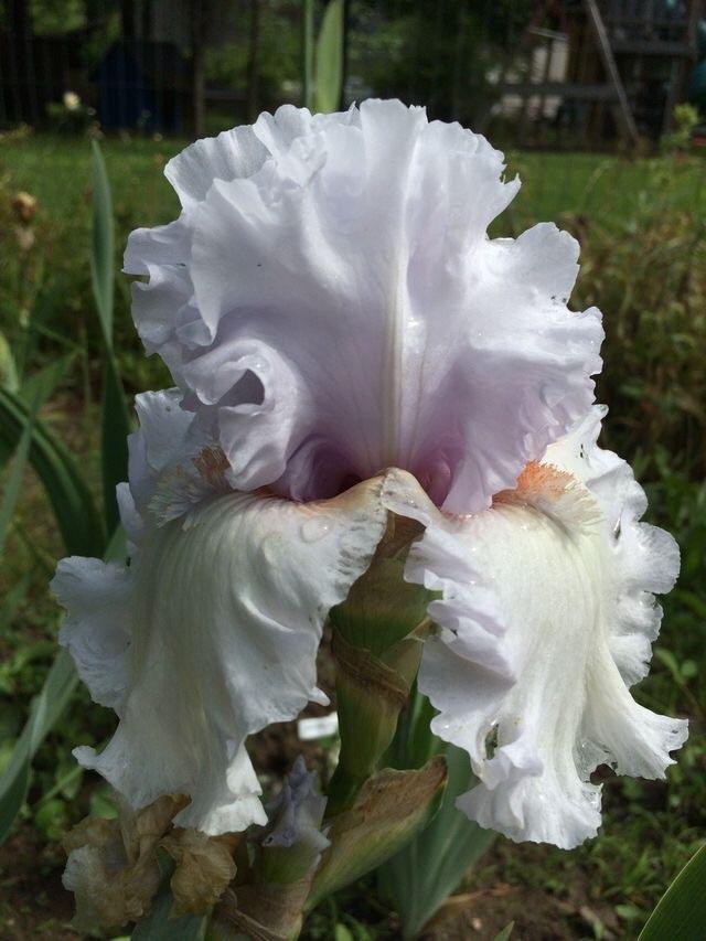 Photo of Tall Bearded Iris (Iris 'Simply Sensational') uploaded by Lbsmitty