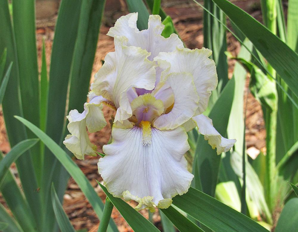 Photo of Tall Bearded Iris (Iris 'Pewter and Gold') uploaded by Lestv