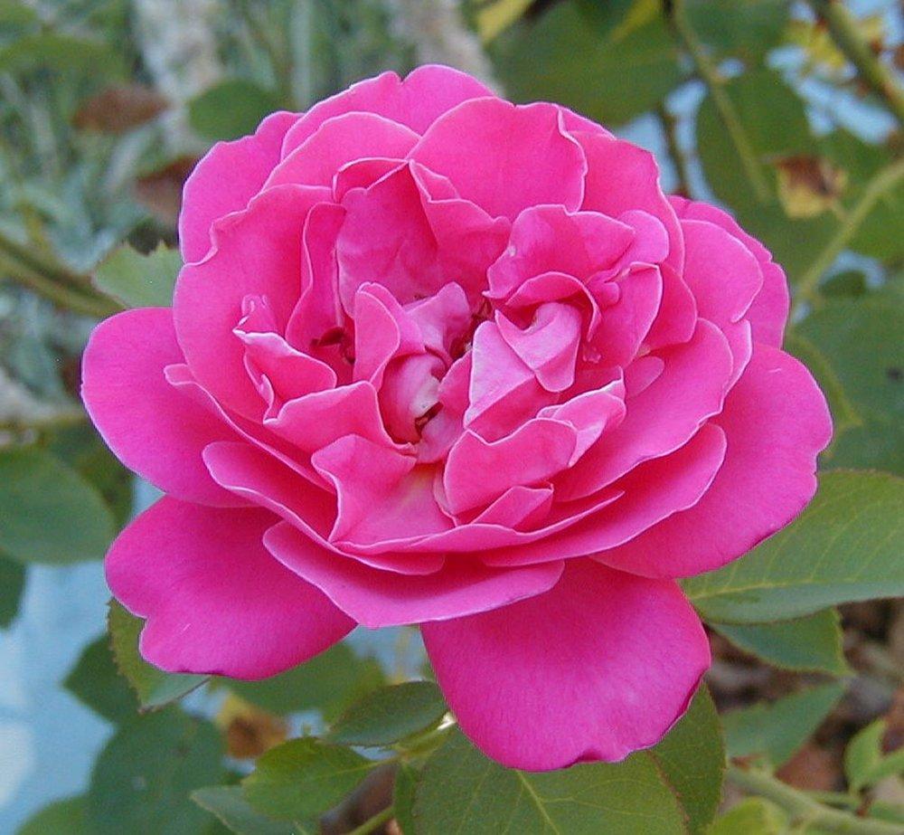 Photo of Rose (Rosa 'Manou Meilland') uploaded by RoseBlush1