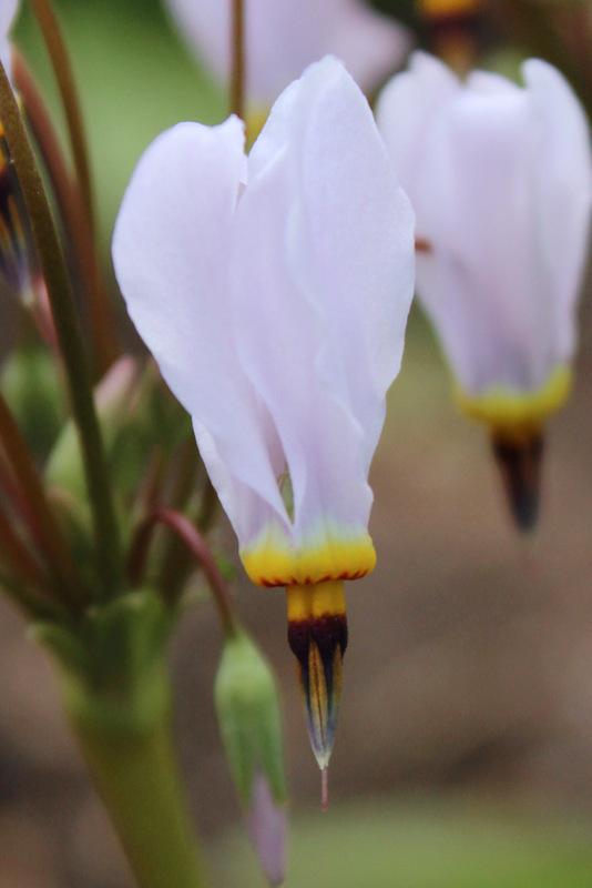Photo of Lowland Shooting Star (Dodecatheon clevelandii) uploaded by RuuddeBlock