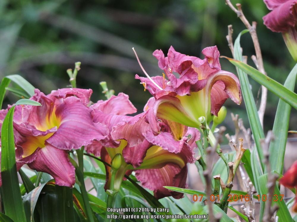Photo of Daylily (Hemerocallis 'Royal Eventide') uploaded by Seedfork