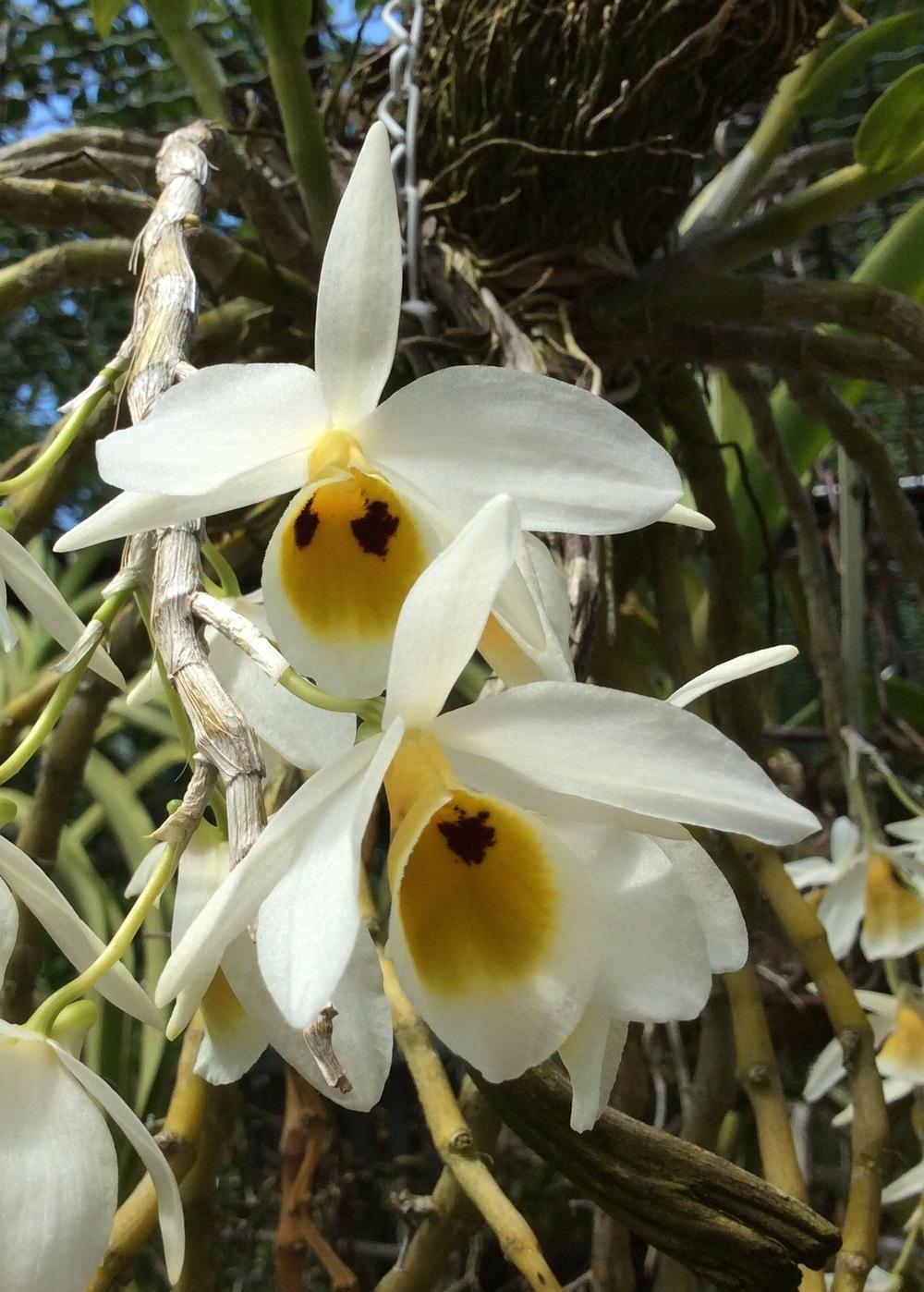 Photo of Orchid (Dendrobium bensoniae) uploaded by Ursula