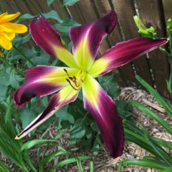Location: my zone 5 garden
Date: 2016-07-01
my 2nd bloom on a one year old plant - beautiful.