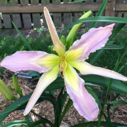 Location: my zone 5 garden
Date: 2016-06-30
1st bloom on a one year old plant - love it.