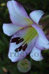 Thumb of 2016-07-01/magnolialover/1bb4b2