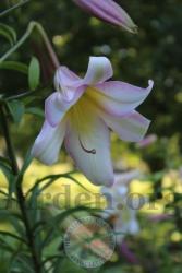 Thumb of 2016-07-01/magnolialover/4d79c9