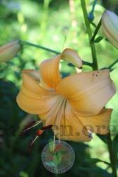 Thumb of 2016-07-01/magnolialover/58874a
