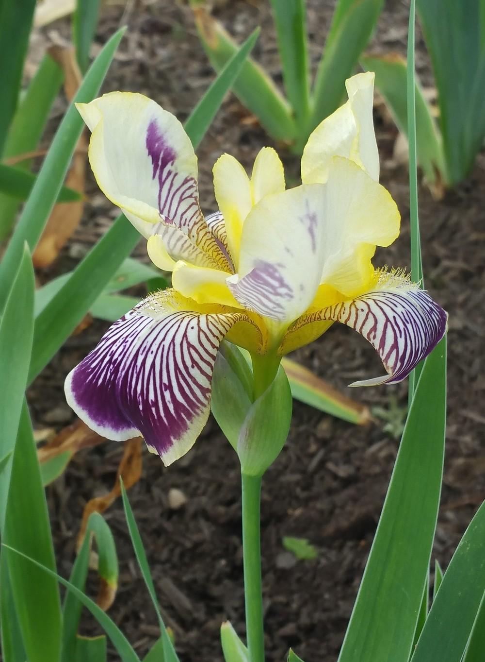 Photo of Intermediate Bearded Iris (Iris 'Loreley') uploaded by garden4funTN