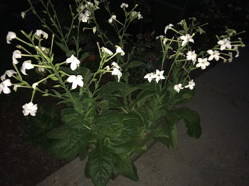 Photo of Flowering Tobacco (Nicotiana alata) uploaded by nativeplantlover