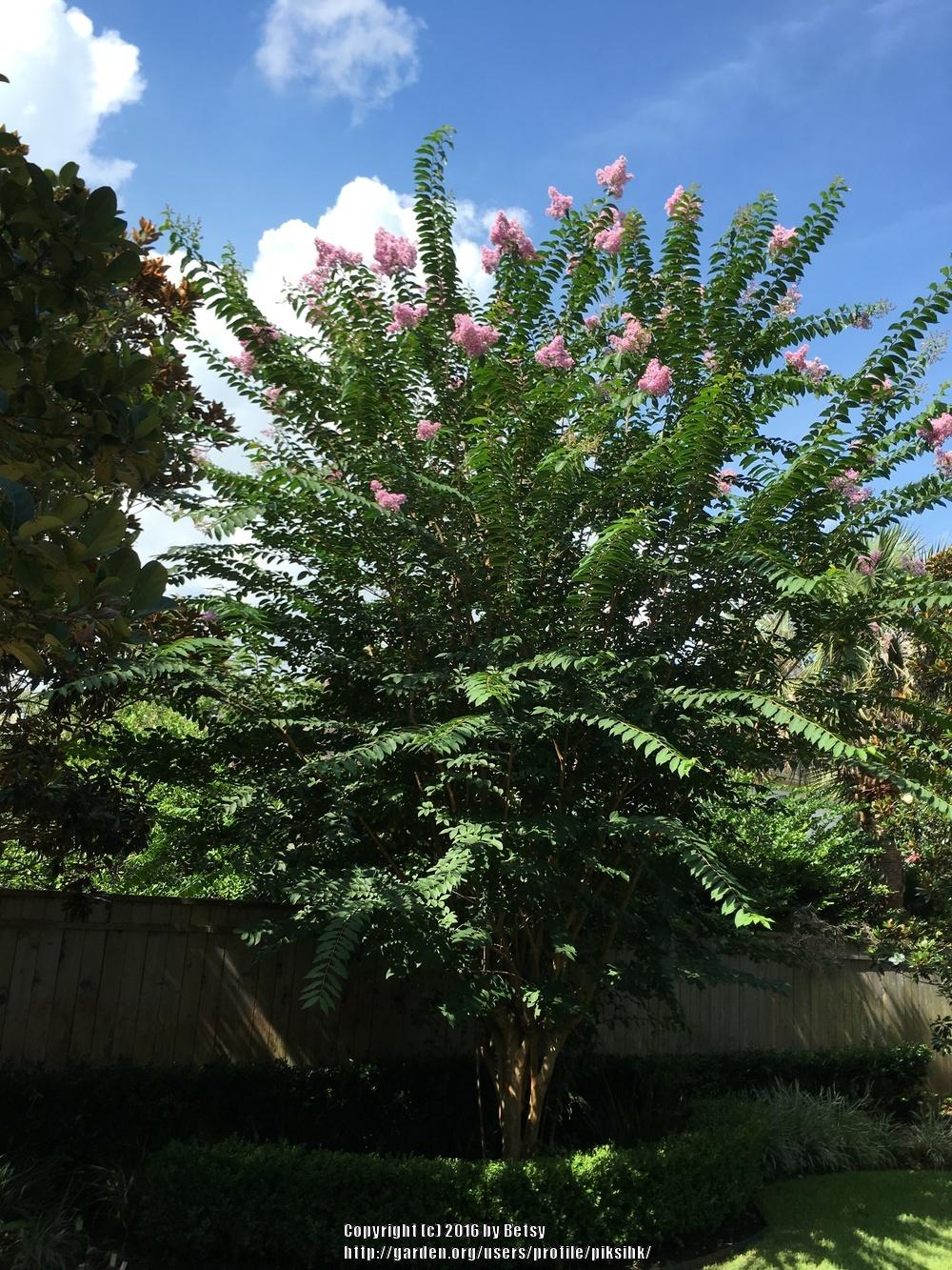 Photo of Crepe Myrtles (Lagerstroemia) uploaded by piksihk
