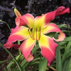 Location: My garden in Warrenville, SC
Date: 2016-06-26
Every bloom looks great!