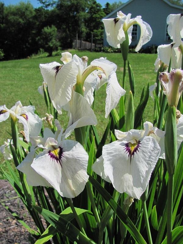 Photo of Species X Iris (Iris 'Yukiyanagi') uploaded by starwoman