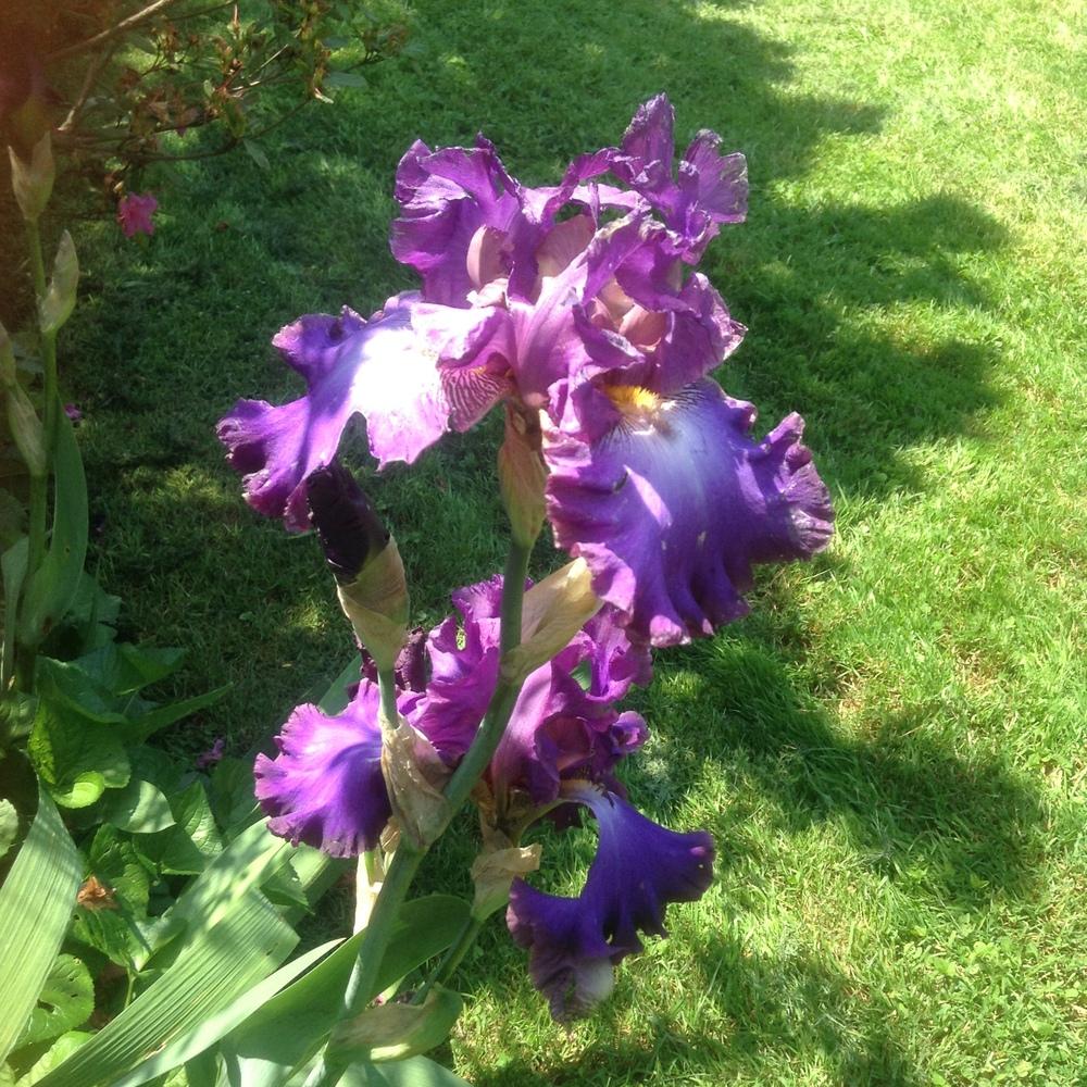 Photo of Irises (Iris) uploaded by 5601Lisa