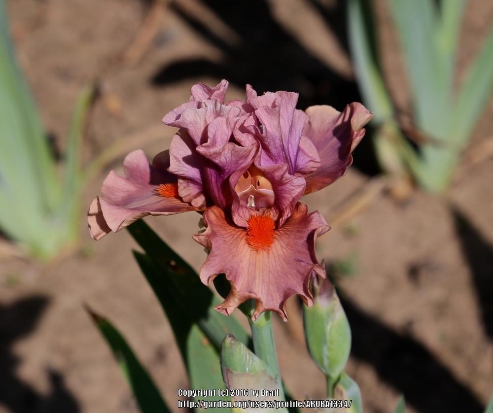 Photo of Tall Bearded Iris (Iris 'What a Beard!') uploaded by ARUBA1334