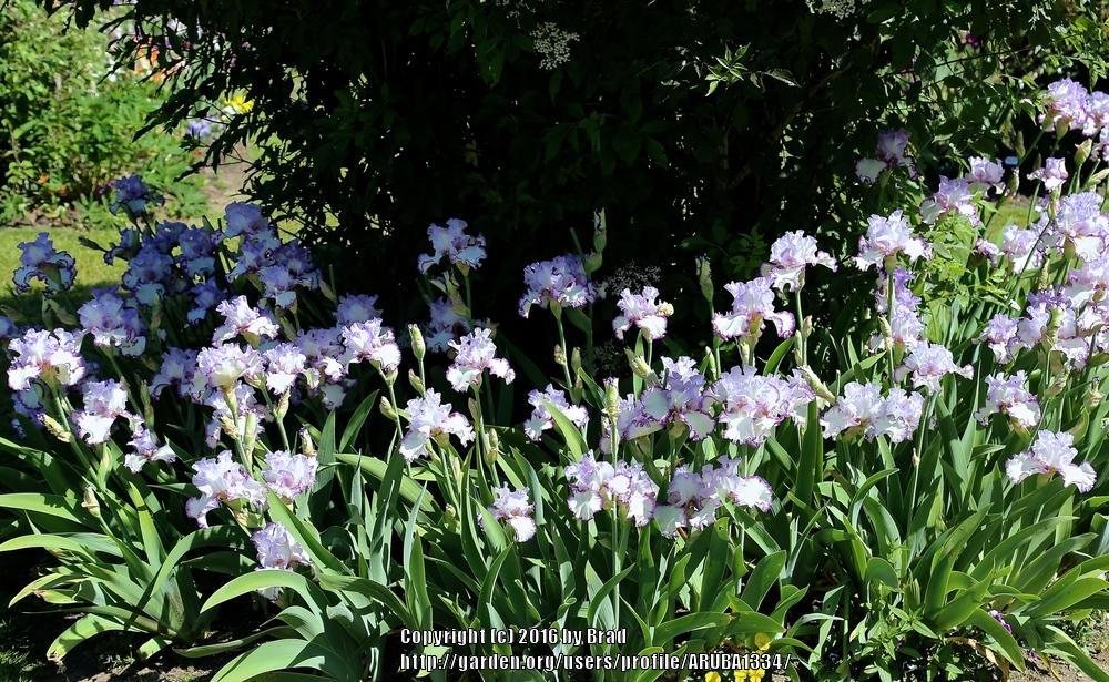 Photo of Tall Bearded Iris (Iris 'Petticoat Shuffle') uploaded by ARUBA1334