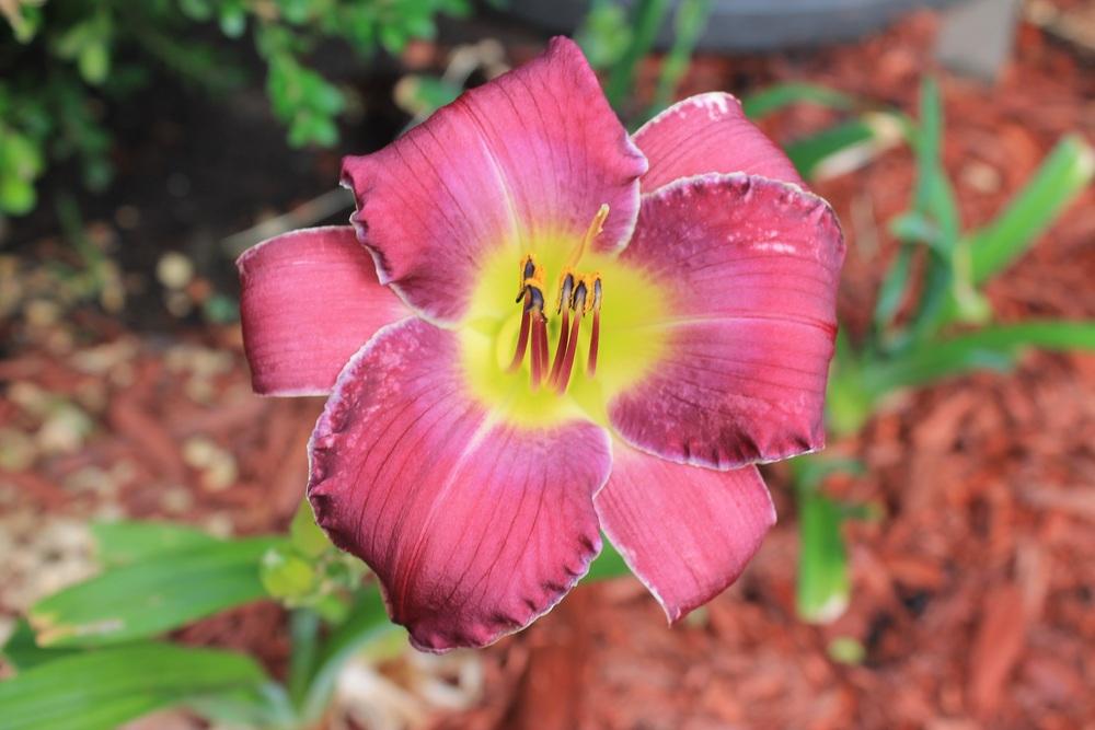 Photo of Daylily (Hemerocallis 'Tie and Tails') uploaded by Barbalee