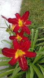 Thumb of 2016-07-02/DogsNDaylilies/20a772