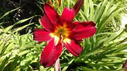 Thumb of 2016-07-02/DogsNDaylilies/470623