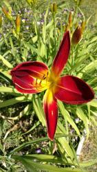 Thumb of 2016-07-02/DogsNDaylilies/48a7b1