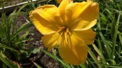 Thumb of 2016-07-02/DogsNDaylilies/77424c