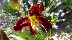 Thumb of 2016-07-02/DogsNDaylilies/7c0dd5