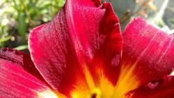 Thumb of 2016-07-02/DogsNDaylilies/b288bc