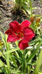 Thumb of 2016-07-02/DogsNDaylilies/f12134