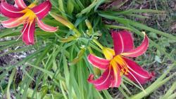 Thumb of 2016-07-02/DogsNDaylilies/f76302